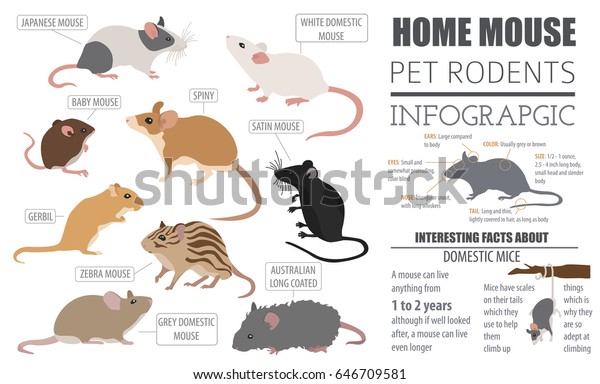 Mice breeds icon set flat style isolated on\
white. Mouse rodents collection. Create own infographic about pets.\
Vector illustration