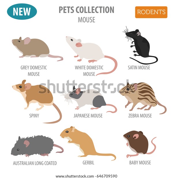 Mice breeds icon set flat style isolated on\
white. Mouse rodents collection. Create own infographic about pets.\
Vector illustration