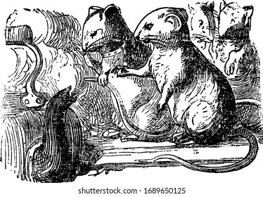 Mice with kettle, vintage line drawing or engraving illustration.