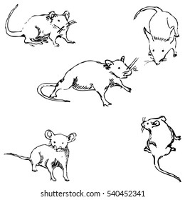 39,568 Rats drawing Images, Stock Photos & Vectors | Shutterstock