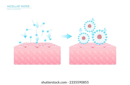 Micellar water drop on skin. Sectional mechanism remove dirt on skin cell with surfactant. Remove makeup with micellar. Cosmetics solution facial care pore cleaning. Face cleanser pure healthy. Vector