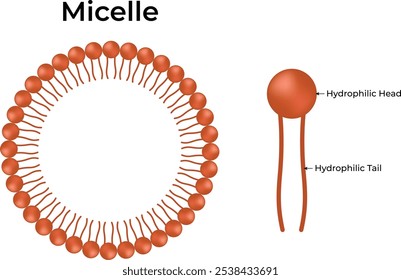 Micelle Hydrophilic Head and Hydrophilic Tail
