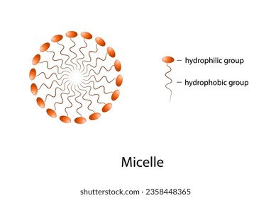 A micelle or micella is an aggregate of surfactant amphipathic lipid molecules dispersed in a liquid, forming a colloidal suspension