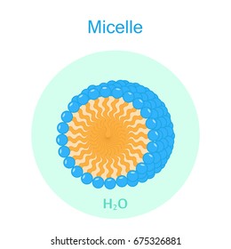 A micelle or micella  is an aggregate of surfactant molecules dispersed in a liquid colloid. Vector illustration