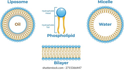 Micelle molecular structure cluster spherical form in solution scientific diagram for chemistry biology education or medical research