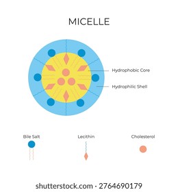 Micelle Structure Diagram – Hydrophilic Shell and Hydrophobic Core Illustration Surfactant Chemistry and biology Concept