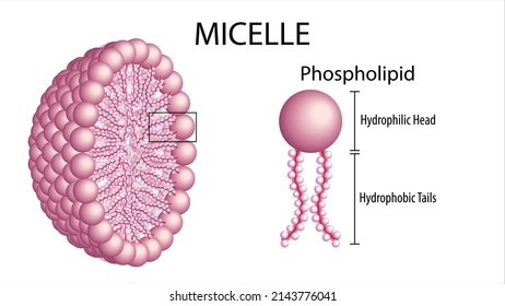 Micelle - Structure of Phospholipid Membrane Cell