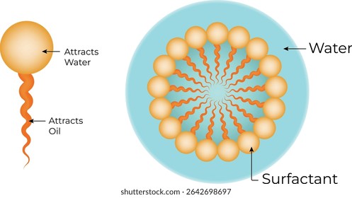 Micelle Structure Science Design Vector Illustration Diagram