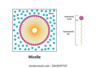 Micelle Structure, Soap Molecule, Micelle Formation. Vector illustration.