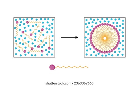 Estructura Micelle, Molécula De Jabón, Formación Micelle. Ilustración vectorial.