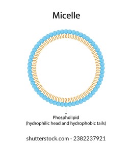 Estructura Micelle, Molécula De Jabón, Formación Micelle. Ilustración vectorial.