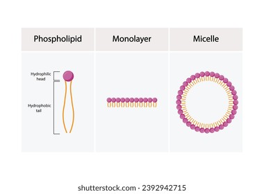 Micelle Structure, Soap Molecule, Micelle Formation. Vector illustration.