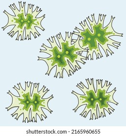 Micrasterias is a unicellular green microalga of the order Desmidiales. Its star-shaped cell pattern is a perfect unicellular model system to study morphogenesis.