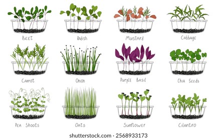 Micro green vector set. Fresh sprouts in transparent box on white background with label. Edible plants for healthy nutrition. Growing superfood at home. Hand drawn illustration in flat style