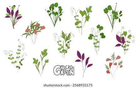 Micro green vector set. Fresh sprouts in transparent box on white background. Edible plants for healthy nutrition. Growing superfood at home. Hand drawn illustration in flat style for different design