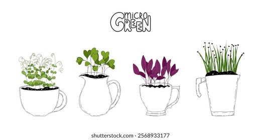 Micro green vector set. Fresh sprouts in mugs and jars on white background . Edible plants for healthy nutrition. Growing superfood at home. Hand drawn illustration in flat style for different designs