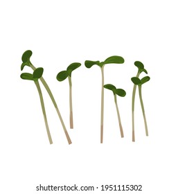 Micro greenery vector stock illustration. Sprouts of young plants. Sprouted seeds are green grass. Young shoots of radish, arugula, basil, amaranth. Isolated on a white background.