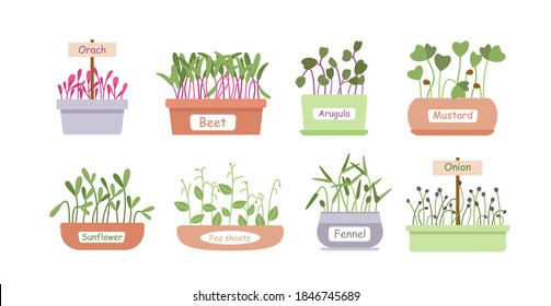 Micro greens sprouts boxes vector illustration set. Cartoon microgreen salad food menu collection with green herb leaf, sprouted edible plants, fresh healthy vegetarian superfood isolated on white