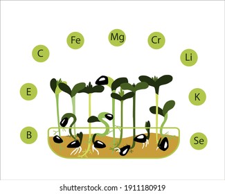 Micro greens. Sunflower. Vector illustration of the hand-drawn style. Fresh organic sprouted seeds. Healthy nutrition concept. Growing superfood at home. Vitamins in sunflowers microgreens. 