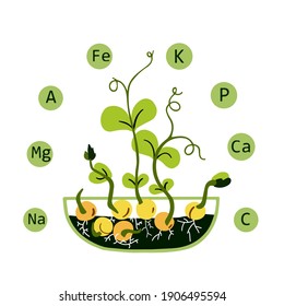 Micro greens. Vector illustration of the hand-drawn style. Fresh organic sprouted seeds. Healthy nutrition concept. Growing superfood at home.
Vitamins in pea microgreens.