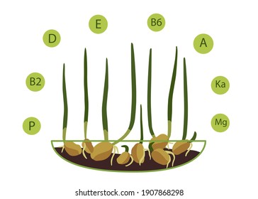 Micro greens. Wheat. Vector illustration of the hand-drawn style. Fresh organic sprouted seeds. Healthy nutrition concept. Growing superfood at home.