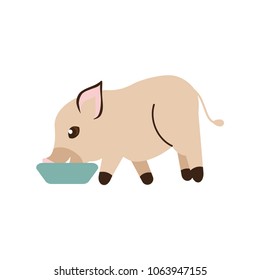 Micro Pig eats. Vector illustration with cute mini pig in a side view. Flat style. Isolated on white background.