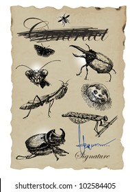 MICRO WORLD - hand-drawn image in vintage style with lots of beetles.