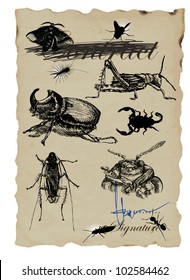 MICRO WORLD - hand-drawn image in vintage style with lots of beetles.