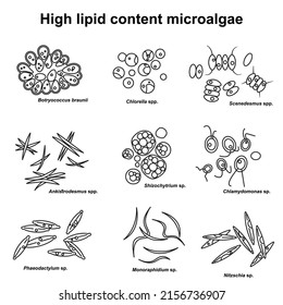 Microalgae with high amount of lipid content, ranging from 20-75%, belong to Botryococcus braunii, Chlorella, Schizochytium, Scenedesmus etc. These microalgae can be used as feedstock for biofuels.