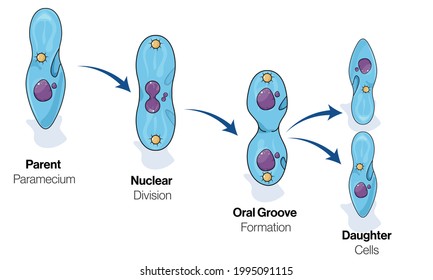 Microbe paramecium cell division illustration.