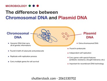 Microbiology diagram explain difference between chromosomal DNA and plasmid DNA in bacteria