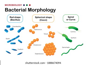 Coccus Bacteria Labeled