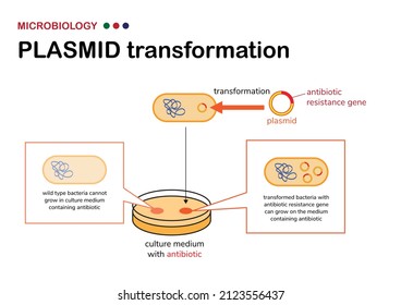 Microbiology diagram show concept and selection of plasmid or vector transformation in bacteria on selective agar medium containing antibiotic 