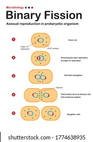 diagrama microbiológico muestra el paso de la fisión binaria en la reproducción asexual del organismo procariote