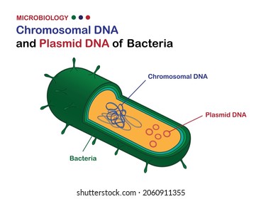 Microbiology illustration show diagram of chromosomal DNA and plasmid DNA of bacteria