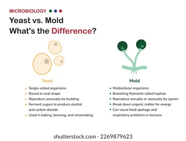 Microbiology infographics explain differences between yeast and mold, from their cellular structures and reproduction methods to their effects on food production and human health