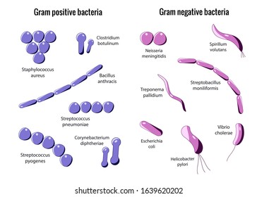 Microbiology set. Arrangements of bacterial microorganism. Gram positive and Gram negative bacteria. Isolated on white