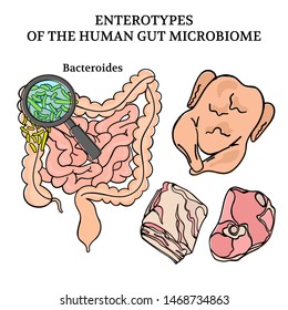 MICROBIOM ENTEROTYPES BACTEROIDES Medicine Vector Illustration