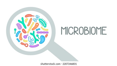 Microbiome illustration of bacteria. Vector image. Gastroenterologist. Bifidobacteria, lactobacilli. Lactic acid bacteria. Illustration in a flat 