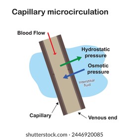 The microcirculation is the circulation of the blood in the smallest blood vessels, the microvessels of the microvasculature present within organ tissues.  vector illustration design graphic science