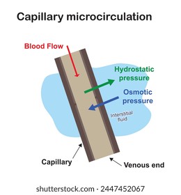 La microcirculación es la circulación de la sangre en los vasos sanguíneos más Pequeños, los microvasos de la microvasculatura presentes dentro de los tejidos de los órganos. Microcirculación capilar, diseño de Vector 