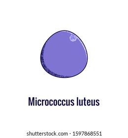 Micrococcus luteus monococcus bacteria. Vector illustration isolated on white.
