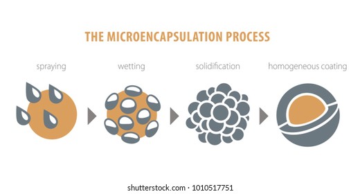 The microencapsulation - the scheme of creating a composite product - microcapsules - vector illustration
