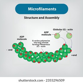 Los microfilamentos son de doble hebra
moléculas de acción fibrosa polimerizada (F); Vector e ilustración