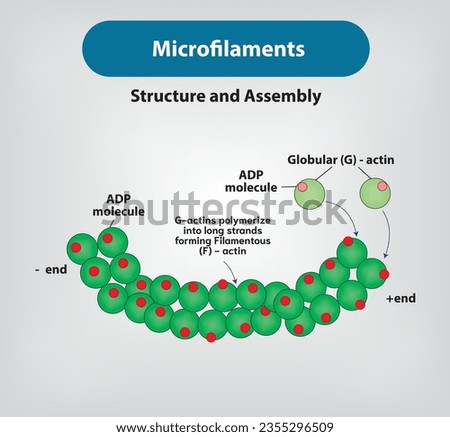 Microfilaments are double-stranded
molecules of polymerized fibrous (F) actin; Vector and illustration