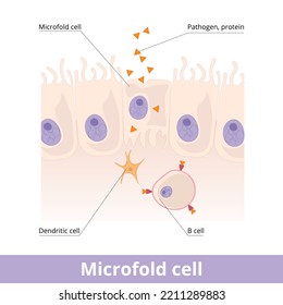 Microfold cell. Found in the lymphoid tissue (GALT) of the Peyer's patches in the small intestine, and in the mucosa-associated lymphoid tissue (MALT) of the gastrointestinal tract.