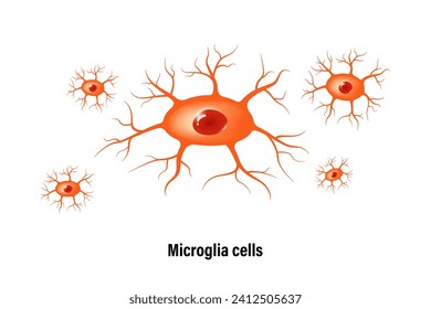 Microglia cell vector. Glial cells (neuroglia). Central nervous system.