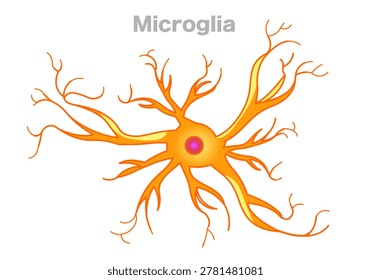Microglia are immune cells that live only in the brain. Population is the smallest among all other cells in the CNS. Illustration vector