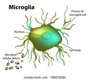 Microglial cells, found in the central nervous system (CNS). Structure of microglia