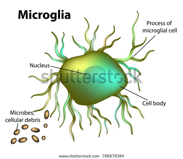 Microglial Cells Found Central Nervous System Stock Vector (Royalty ...